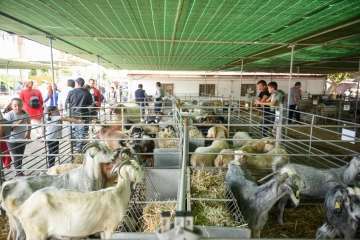 Más de 900 animales en la Feria de Ganado de Gran Canaria (Foto TA)